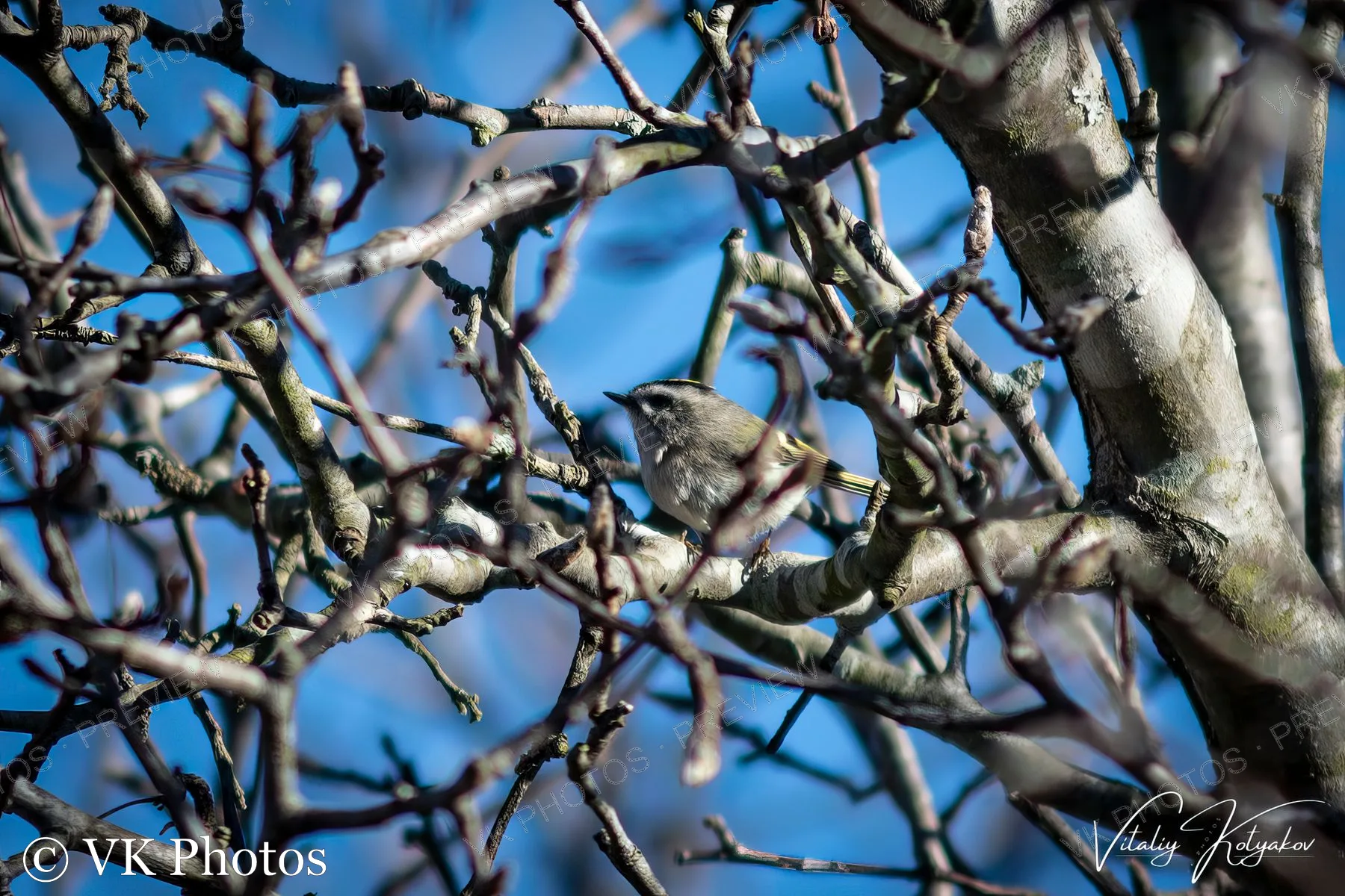 A small bird in the branches, photographed by Vitaliy Kotyakov